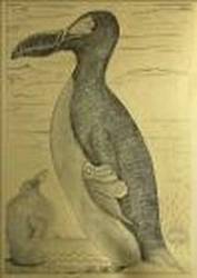 Buy Wildlife Art Painting - Great AUK