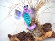 Felix the needle felted Dragon fly Sea horse by BenMcfuzzylugs